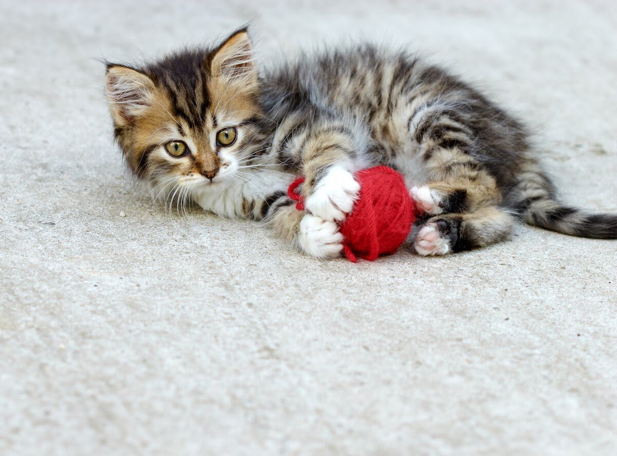 troublesome-teenage-kitties-is-my-cat-going-through-the-terrible-two-s